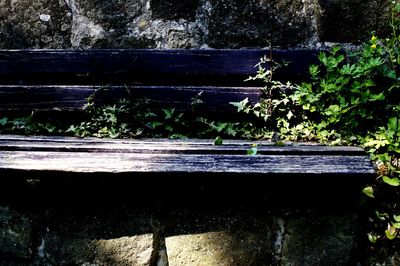 Close-up of plants against trees