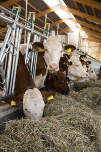 Livestock cows