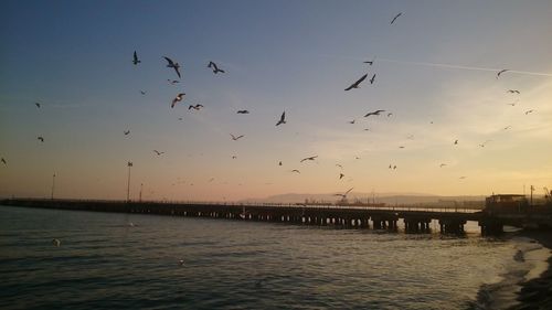 Flock of birds flying in the sky