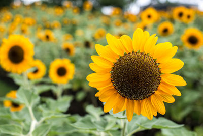 Close-up of yellow sunflower on field