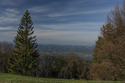 Trees on landscape against sky