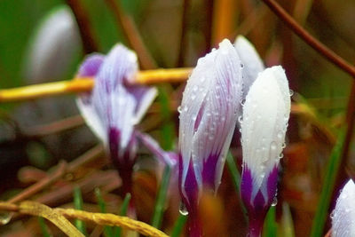 Close-up of purple flowers