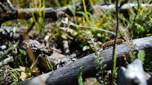 Close-up of plants