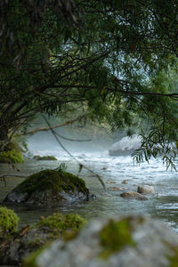 Scenic view of waterfall in forest