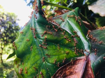 Close-up of cactus plant