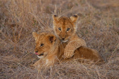 Lion baby in masai mara, kenya
