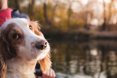 Close-up of dog looking away