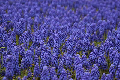 Close-up of purple flowering plants on field