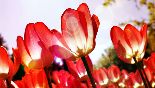 Close-up of red tulips on field against sky