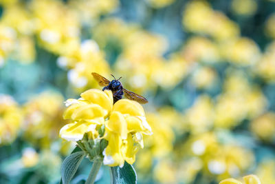 Close-up of bee pollinating on yellow flower