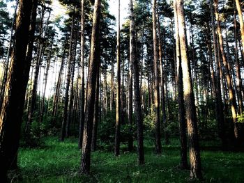 Low angle view of bamboo trees in forest