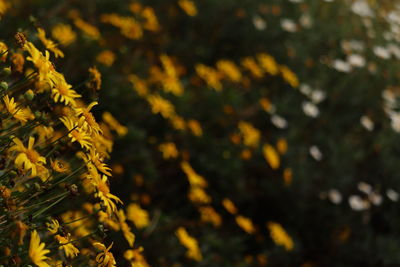Close-up of plant