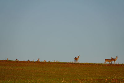 Scenic view of field against clear sky
