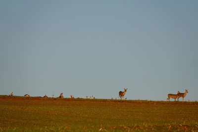 Rehe im feld - deer in the wild