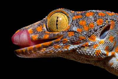 Close-up of lizard against black background