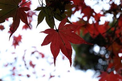 Close-up of leaves on tree branch