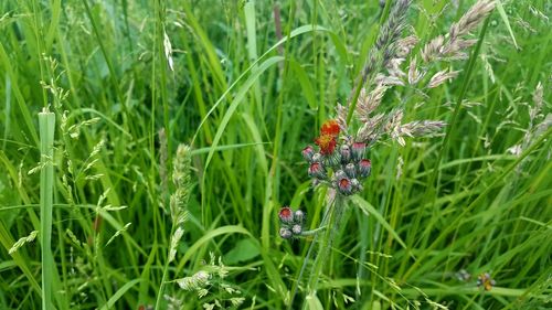 Close-up of ladybug on grass in field