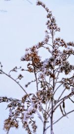 Low angle view of frozen plant against sky