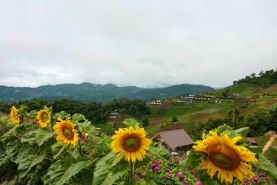 View of flowering plants on field against sky