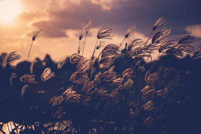 Grass field, natural background - vintage retro filter effects