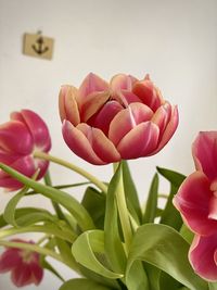 Close-up of pink tulip flowers