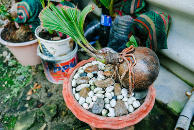 High angle view of potted plants