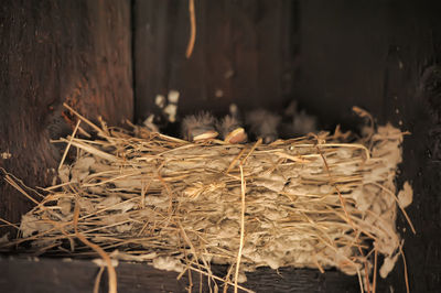 Close-up of plant in nest