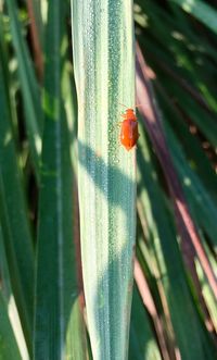 Close-up of snake on leaf