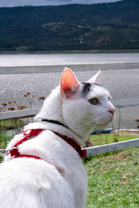 Close-up of white horse in lake