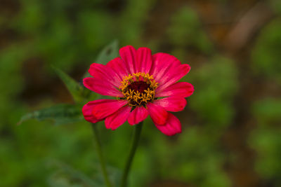 Close-up of red flower