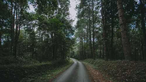 Road amidst trees in forest