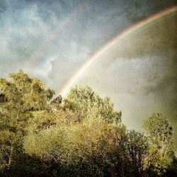 Rainbow over trees