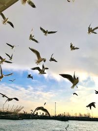 Low angle view of seagulls flying in sky