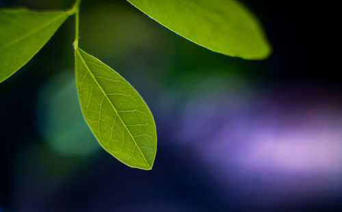 Close-up of green leaves