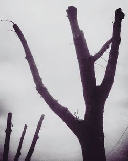 Low angle view of bare tree against sky