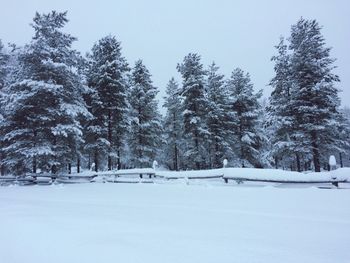 Trees on snow covered field against sky