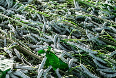 Full frame shot of fresh vegetables in market