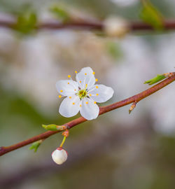 A beautiful plum tree blossom in the spring morning.