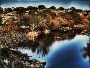 Reflection of trees in lake