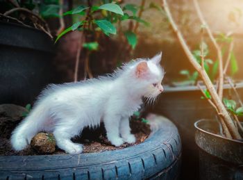 Cat resting on potted plant