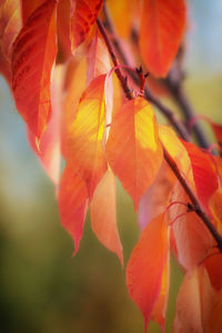 Close-up of maple leaves during autumn