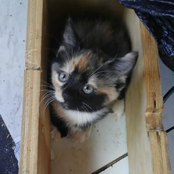 Close-up portrait of cat