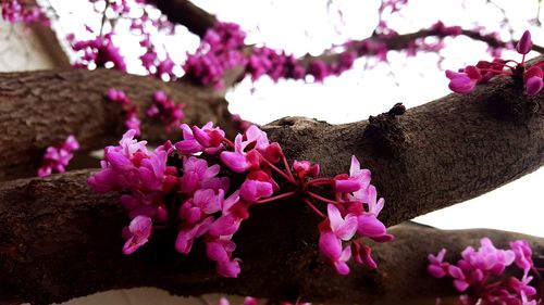 Low angle view of pink flowers blooming on tree