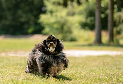 Portrait of dog running on field