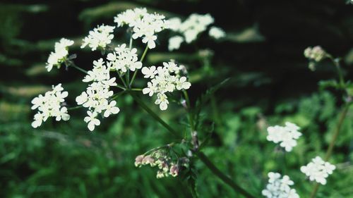 Close-up of white flowers