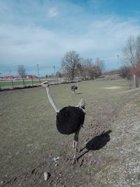 View of birds on land against sky