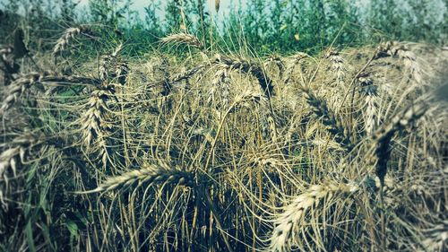 Close-up of crops on field