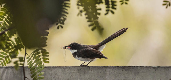Close-up of bird perching on wall