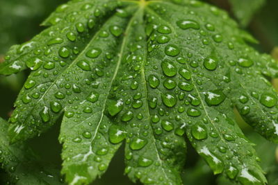 Close-up of water drops on leaves