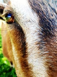 Close-up of a horse eye